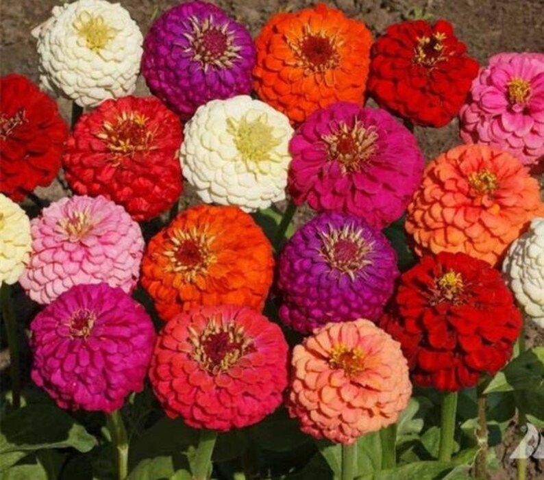 Zinnia California Giant Zinnia Seeds 50 Etsy