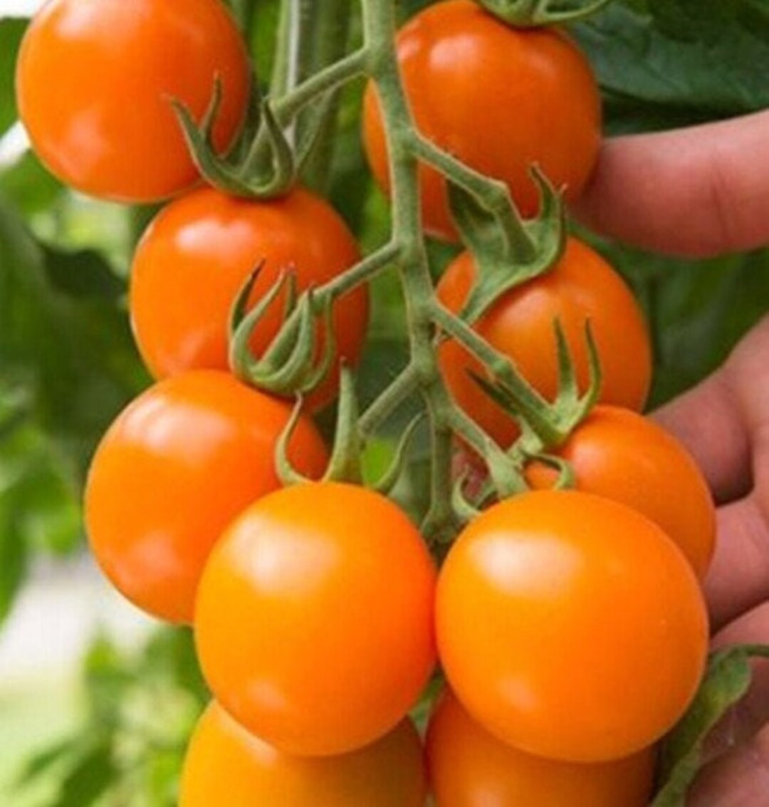 Tomato Clementine Organic Seed 20 Etsy