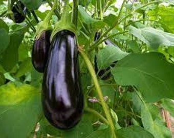 Eggplant Nadia Italian seed 20