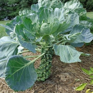 Brussels sprouts Long Island  heirloom  seeds 100