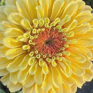 Zinnia Queen Lime collection, choose color heirloom non-GMO 25 seed