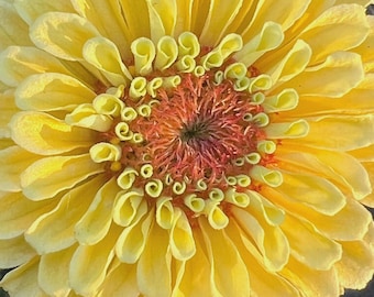 Colección Zinnia Queen Lime, elige color, reliquia, sin OMG, 25 semillas