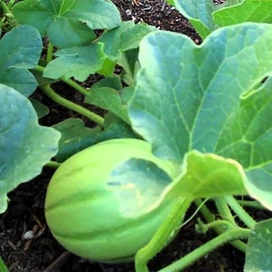 Könnte beinhalten: Eine grüne Cantaloupe-Melone wächst an einer Rebe mit großen, grünen Blättern.