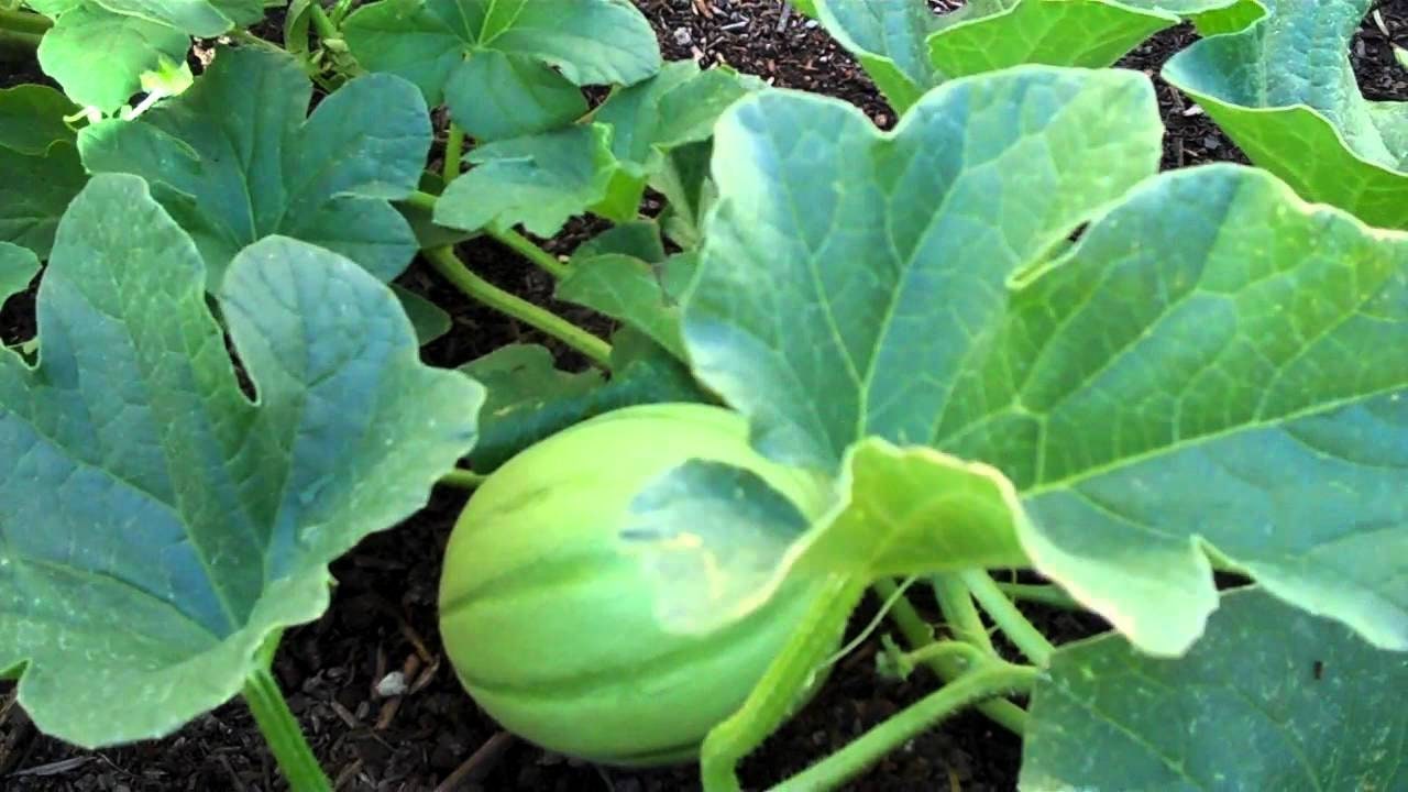 Melons Lemon drop melon seeds 15