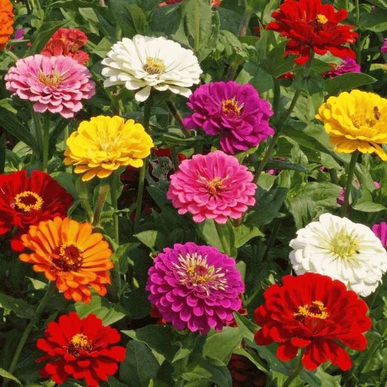 Zinnia California Giant Zinnia Seeds 50 Etsy