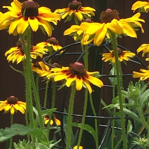 Rudbeckia Hirta flower    seeds  100