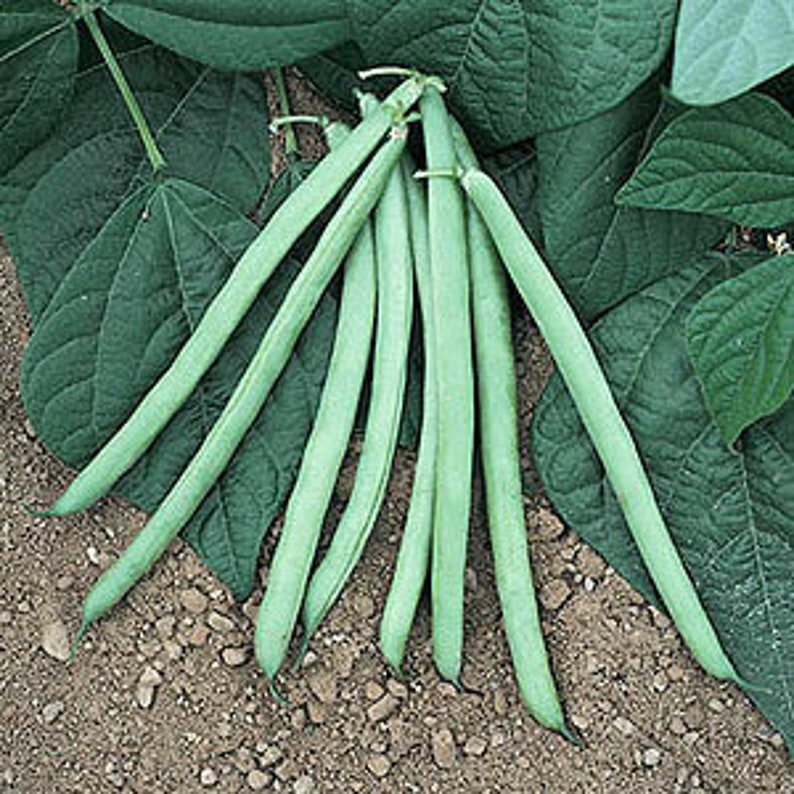 Bean Tavera Bush Filet Certified Organic Seeds 50 Etsy