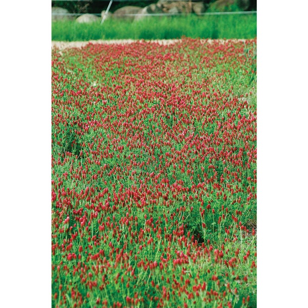 Clover Red Crimson Clover  organic  seed 400