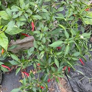 Pepper Thai Pepper seeds 10