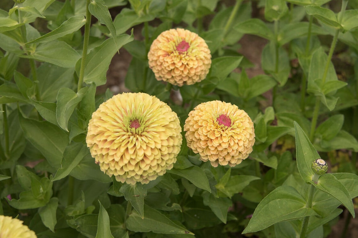 Zinnia Queen Lime Blush Zinnia Seeds 25 Etsy