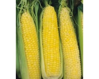 Corn honey select yellow sweet corn seed 400