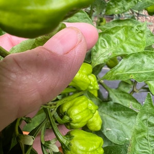 Pepper Carolina Reaper Orange super hot Pepper seed 10