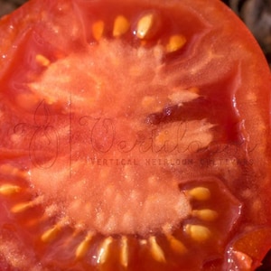 Könnte beinhalten: Nahaufnahme einer roten Tomate, die in zwei Hälften geschnitten ist und die Kerne und das Fruchtfleisch zeigt. Die Tomate ist saftig und reif.