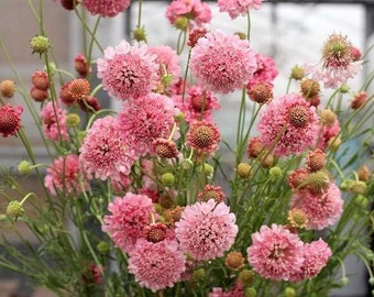 Scabiosa salmon rose flower seeds 50