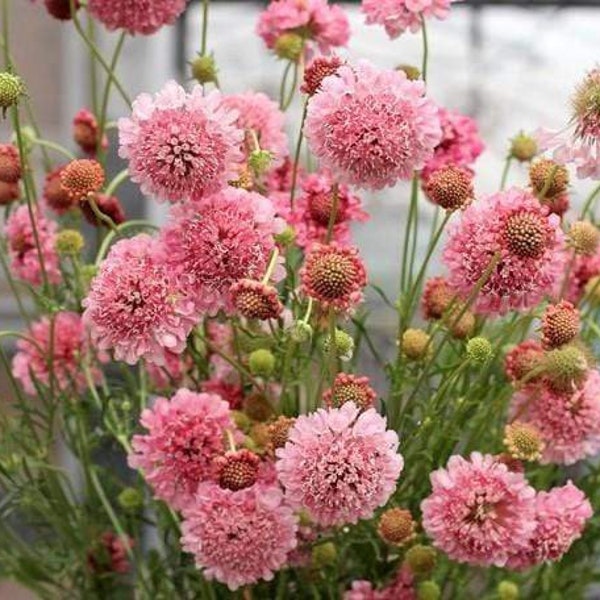 Semillas de flor de rosa salmón Scabiosa 50