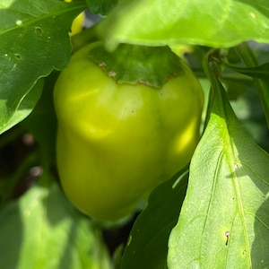 Pepper sweet Krasnyy Velikan heirloom seeds 10