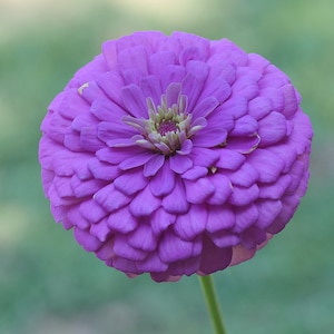 Op de afbeelding: Een levendige paarse zinnia met een geel oog in het midden. De bloem heeft veel bloemblaadjes die in een cirkelvormige structuur zijn gerangschikt.