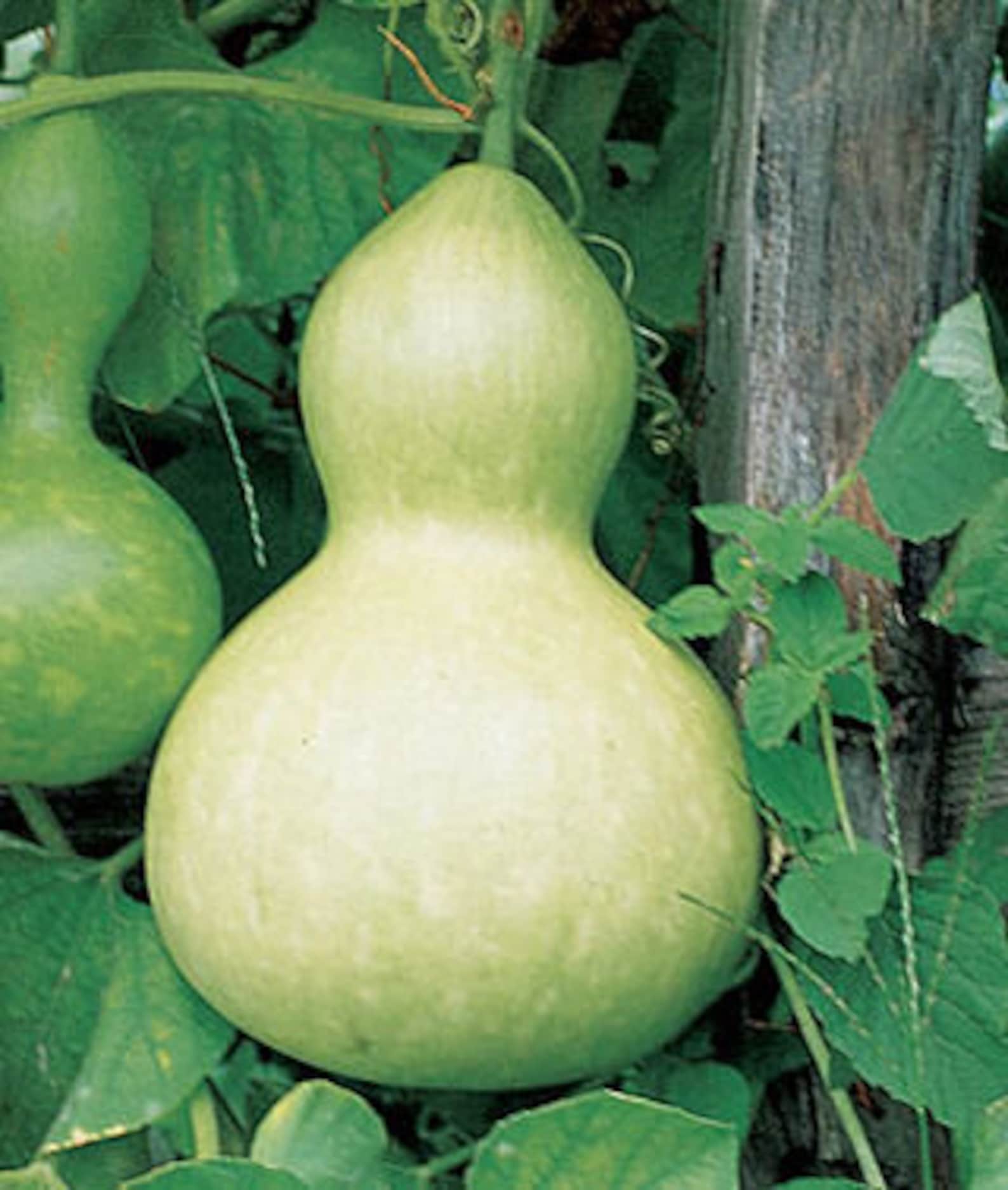 Giant bottle gourd seeds 6 Etsy