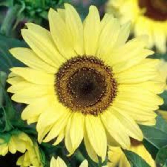 新品未使用　SUNFLOWER サンフラワー　Moon Merino Moonshine Sunflower Seeds, Helianthus | American Meadows