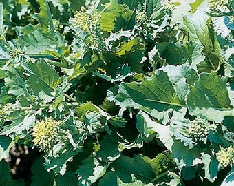 Semillas de brócoli Raab Heirloom 50