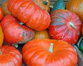 Pumpkin Cinderella pumpkin seeds 30