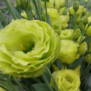 Lisianthus Rosanne  green Pelleted Pelleted Flower Seed 25