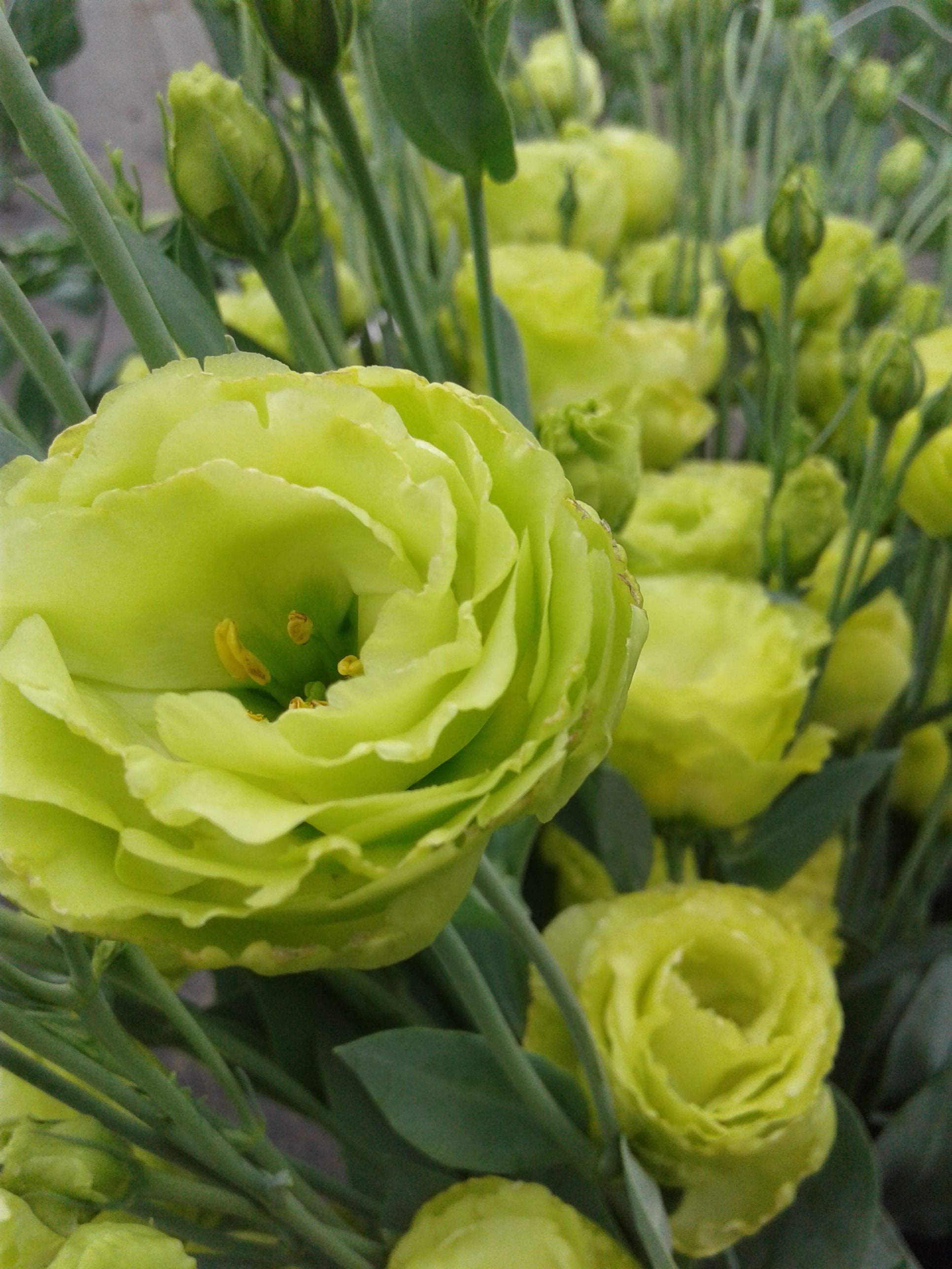 Green Lisianthus
