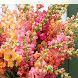 Snapdragon atomic early sunrise mix flower seed 25