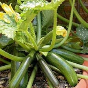 Zucchini container Astia 5