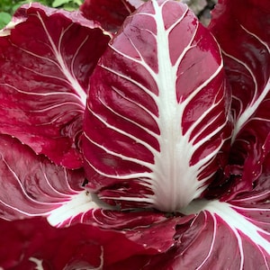 Radicchio Rossa Di Verona Heirloom seeds 25