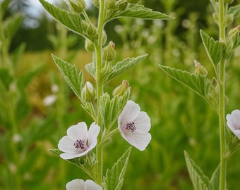 Marshmallow  Althaea seeds 10