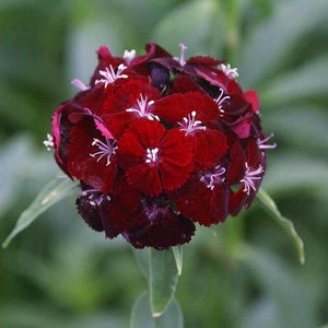 Nasiona granulowane kwiatu goździka słodkiego czarnej wiśni 25