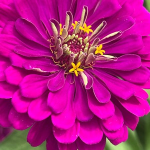 Zinnia Benary’s Giant mix zinnia seeds 50