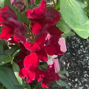 Semillas de Snapdragon Potomac Red 50