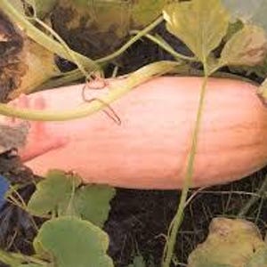 Kürbis Winterkürbis pinke Banane Samen 11