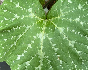 May include: A close-up of a large, heart-shaped green leaf with white variegation. The leaf has a prominent central vein and a network of smaller veins.