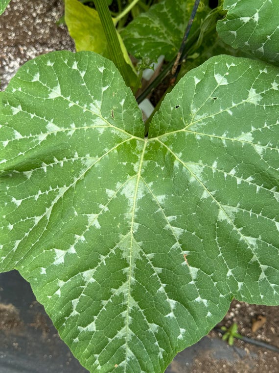 Gourd Tobacco Box Seed 5