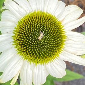 Coneflower White swan coneflower seeds 40