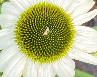 Coneflower White swan coneflower seeds 30
