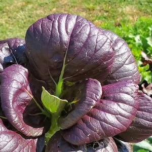 Bok Choy purple lady   Heirloom seeds 25