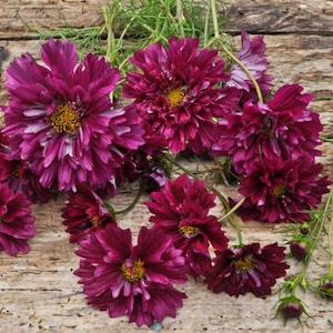 Cosmos double click cranberries flower seed 25