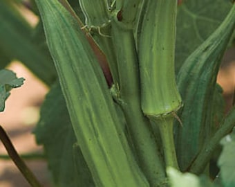 Okra Clemson spineless seeds 50