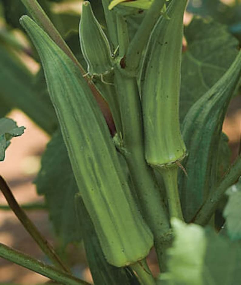 Okra Clemson spineless seeds 45 Etsy