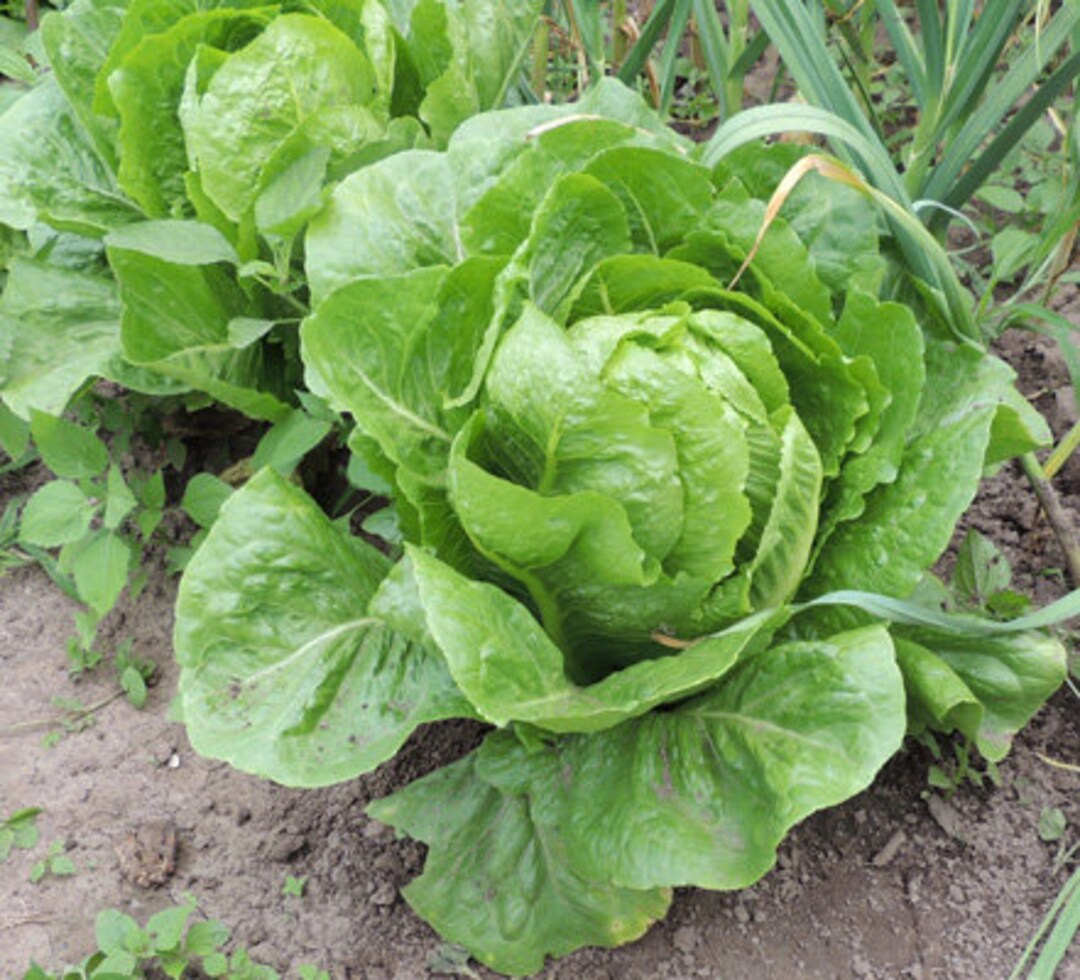 Lettuce Container Lettuce Baby Romaine Seeds 100 Etsy