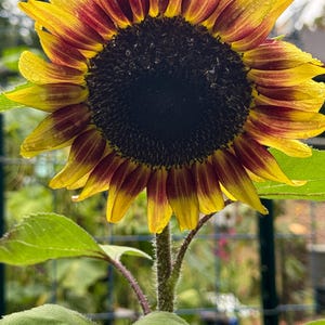 Sunflower Procut RedLemon Bicolor seed 25