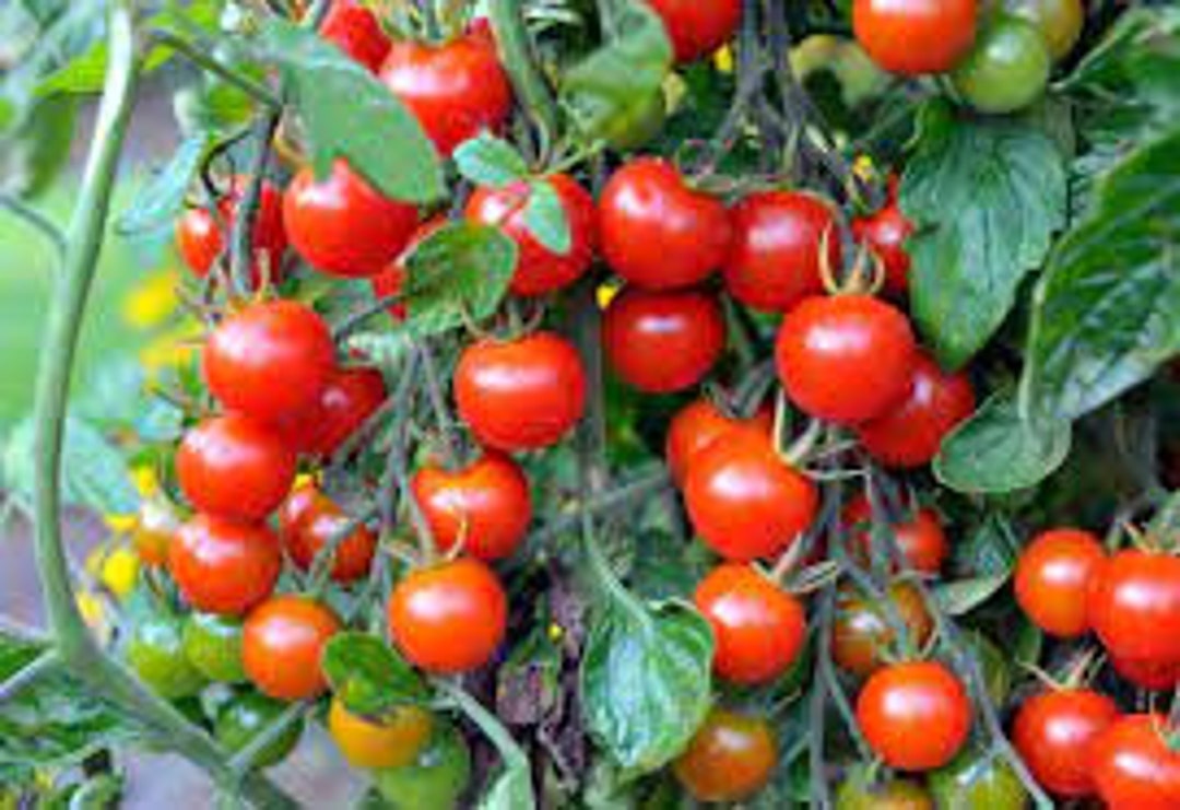 【レッチリとまと】 Red Delight F1 Cocktail Tomato | Paramount Seeds Inc