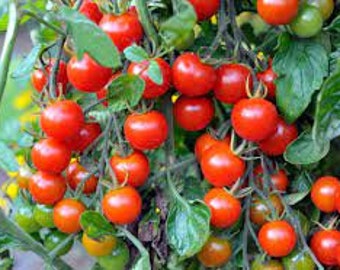 Tomato Red Cherry 20