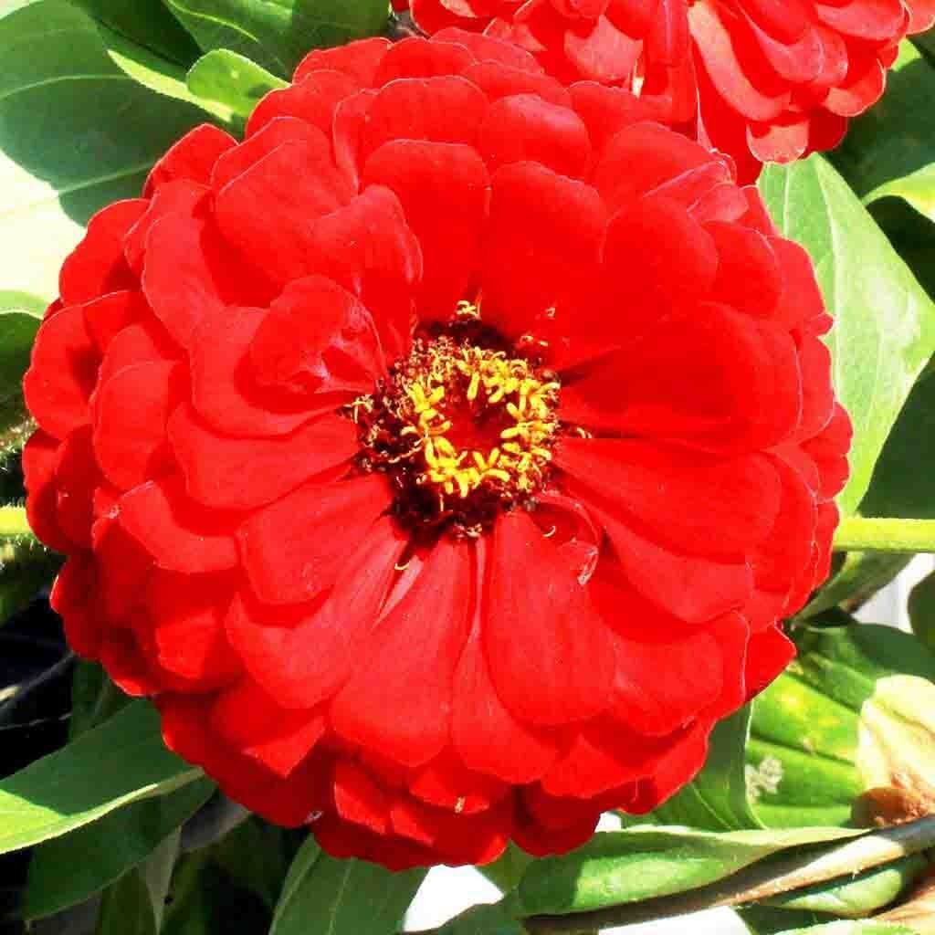 Zinnia Giant Double Scarlet Flame Zinnia Flower Seeds 25 Etsy UK
