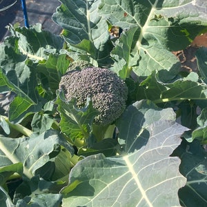 Broccoli green magic vegetable seed 50