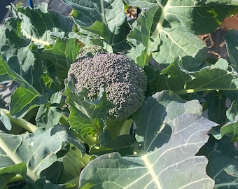 Semi di broccoli verdi magici 100